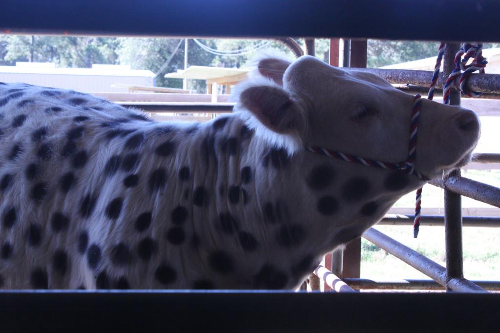 All spotted: One of the FFA animals dressed up for Halloween last October. 