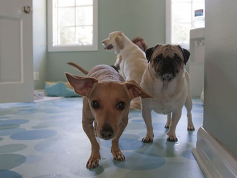 Which dog are you?