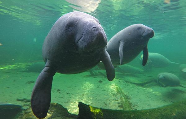 Manatees find refuge in the warm waters of Blue Spring located at Blue Spring State Park, Orange City, Fla. (Red Huber/Orlando Sentinel/TNS)