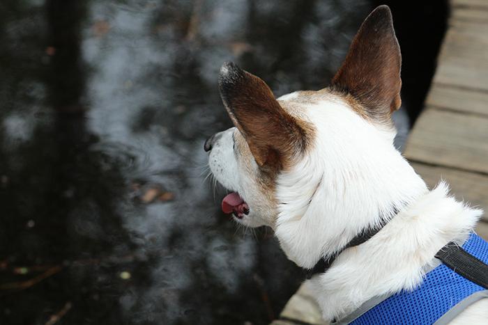 Sometimes he just stared in awe of his beautiful surroundings.