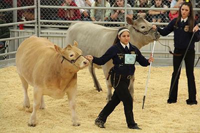 The results of FFA’s 2016 stockshow