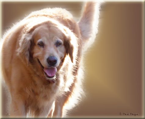 Last canine standing