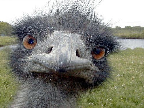 EMU for story