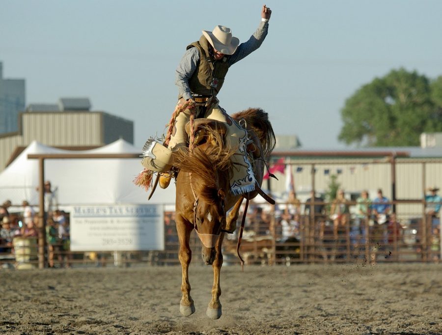 Western Horse Bronco Riding Rodeo Bucking Cowboy