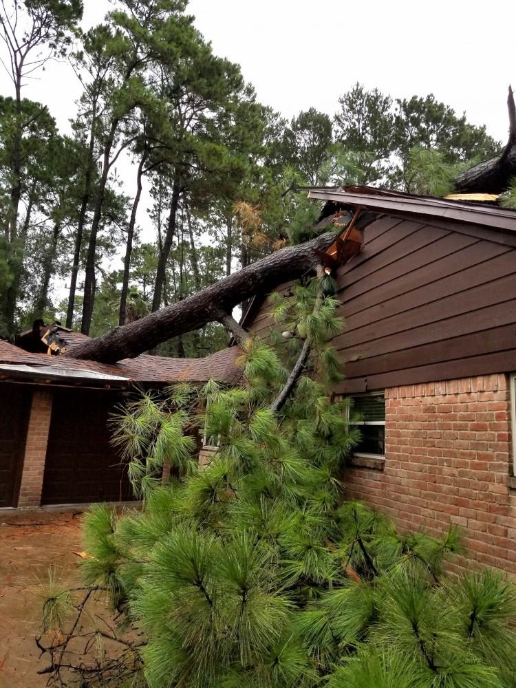 Harvey winds caused a pine tree to fall on a house Monday, August 28.
