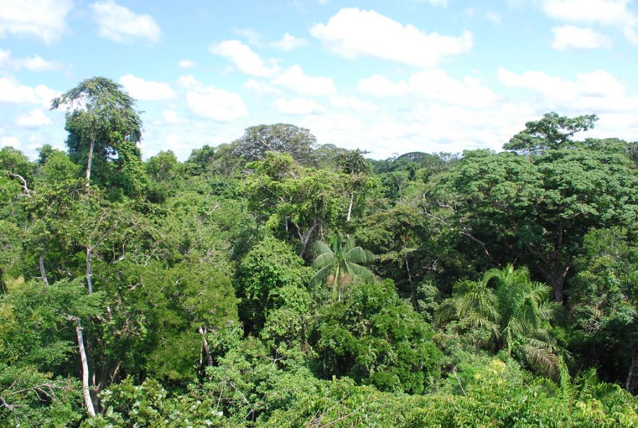 Amazon rainforest near Puerto Maldonado by Ivan Mlinaric is licensed under CC BY 2.0