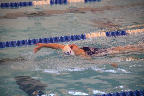 Cougar Goes Swimming