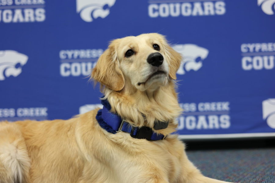 CeCe, Cy Creeks comfort dog pictured in front of Cougar gear. Photo Credits: Cougar Productions